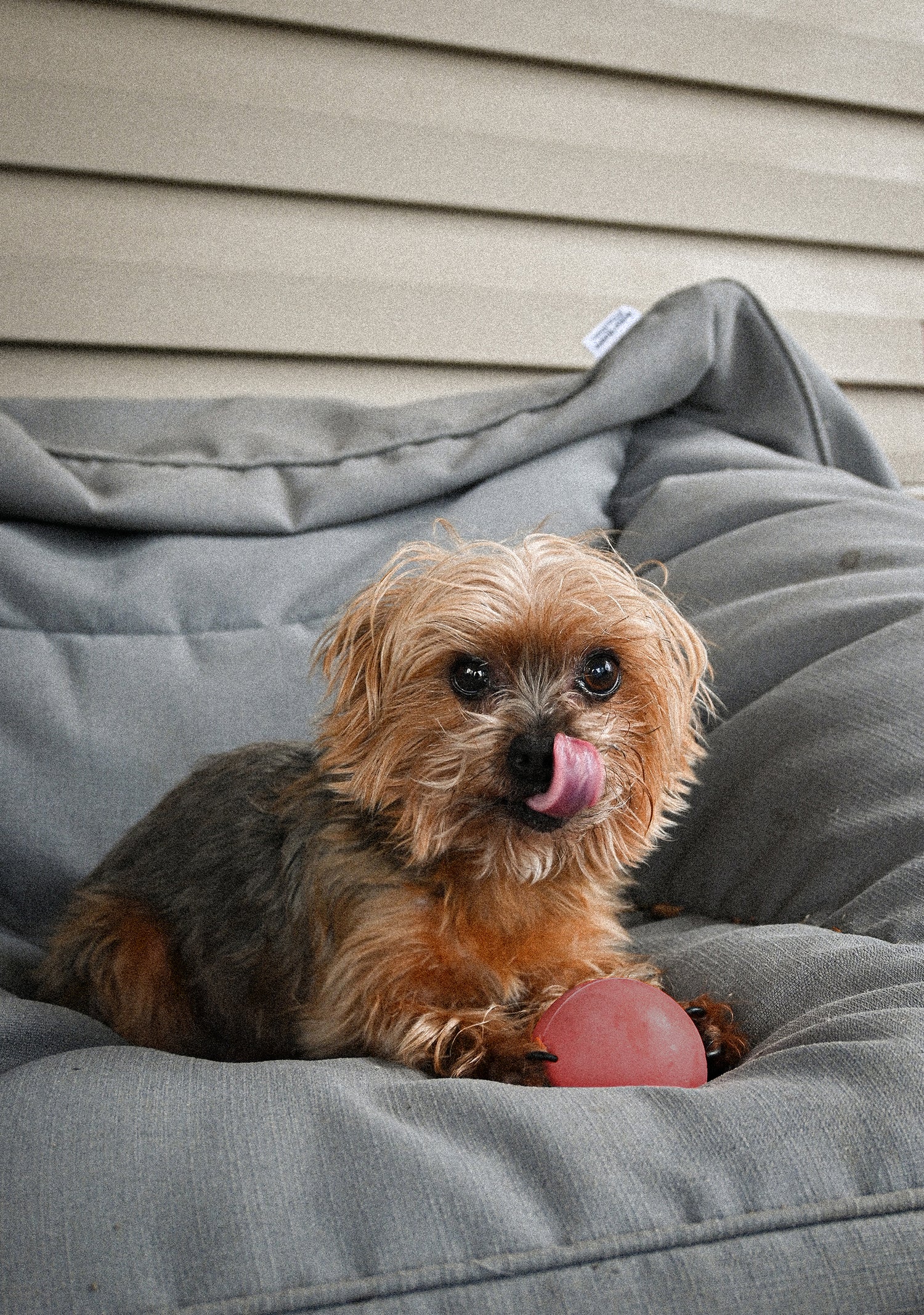 Fetch Boy Dog Toy Yorkie Mix With Rubber Ball