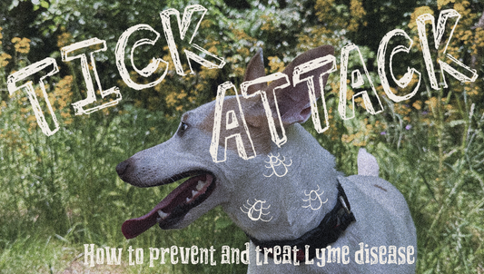 How to prevent and treat Lyme Disease in dogs