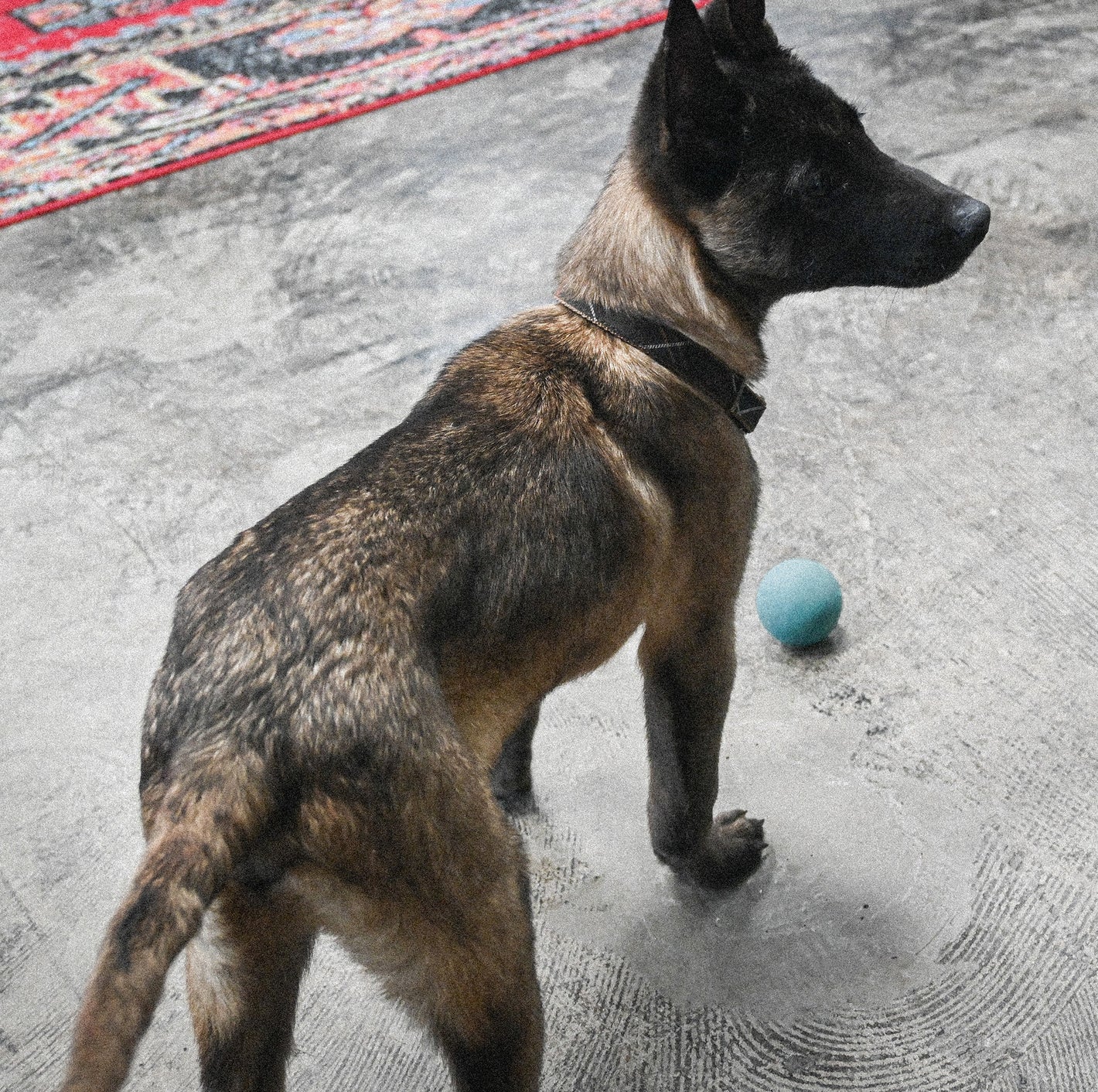 Belgian Malinois With Fetch Boy Dog Toy Rubber Ball 