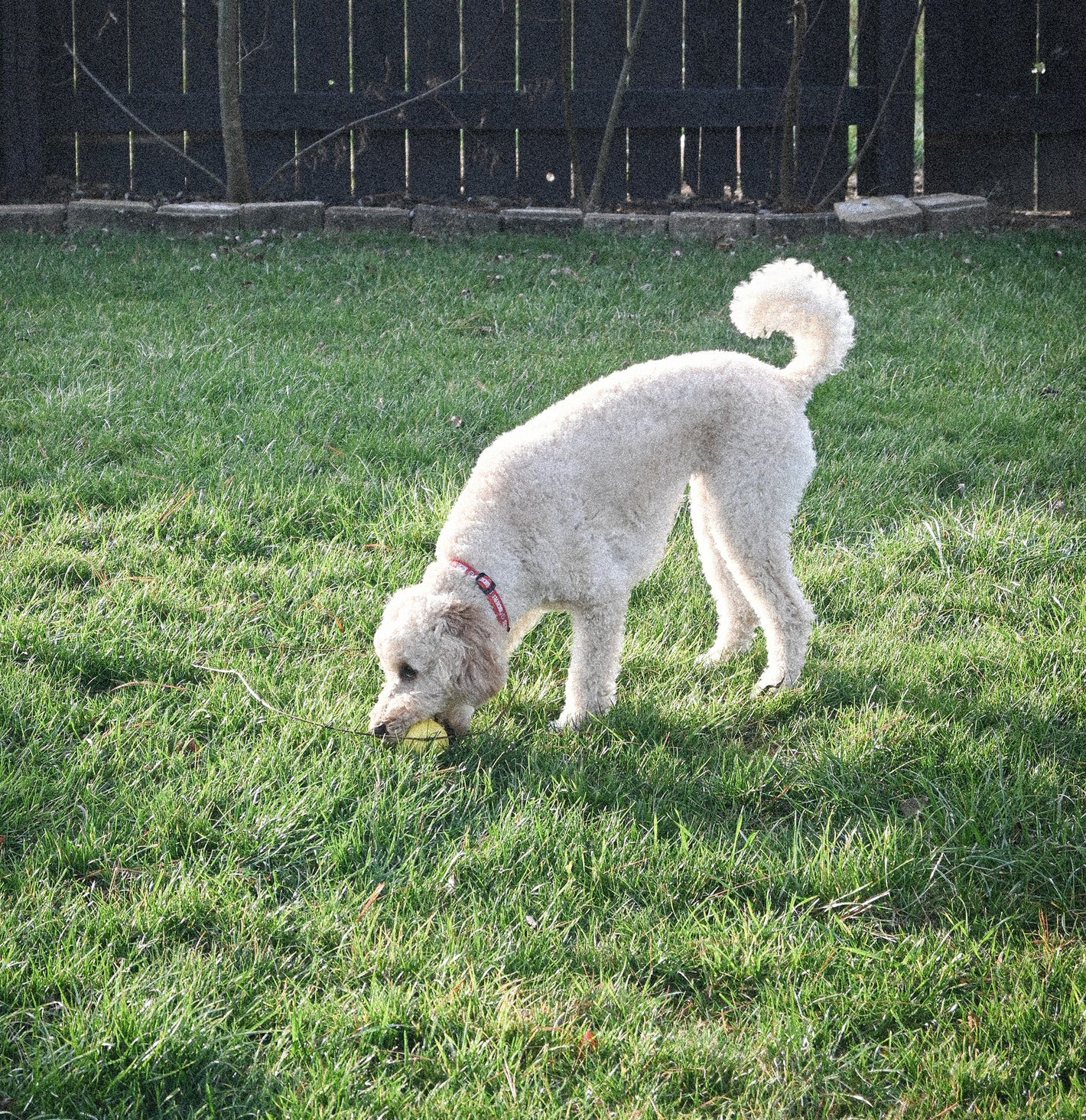 Goldendoodle With Fetch Boy Dog Toy Rubber Ball In Yard 