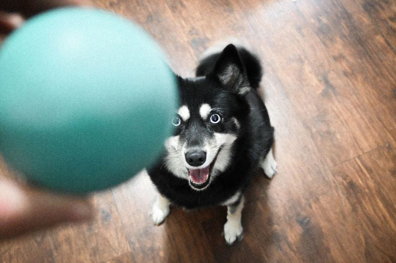 Husky Mix With Fetch Boy Dog Toy Rubber Ball Playing 
