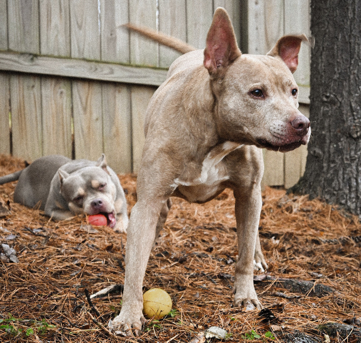 Pitbull With Fetch Boy Dog Toy Rubber Ball in Backyard