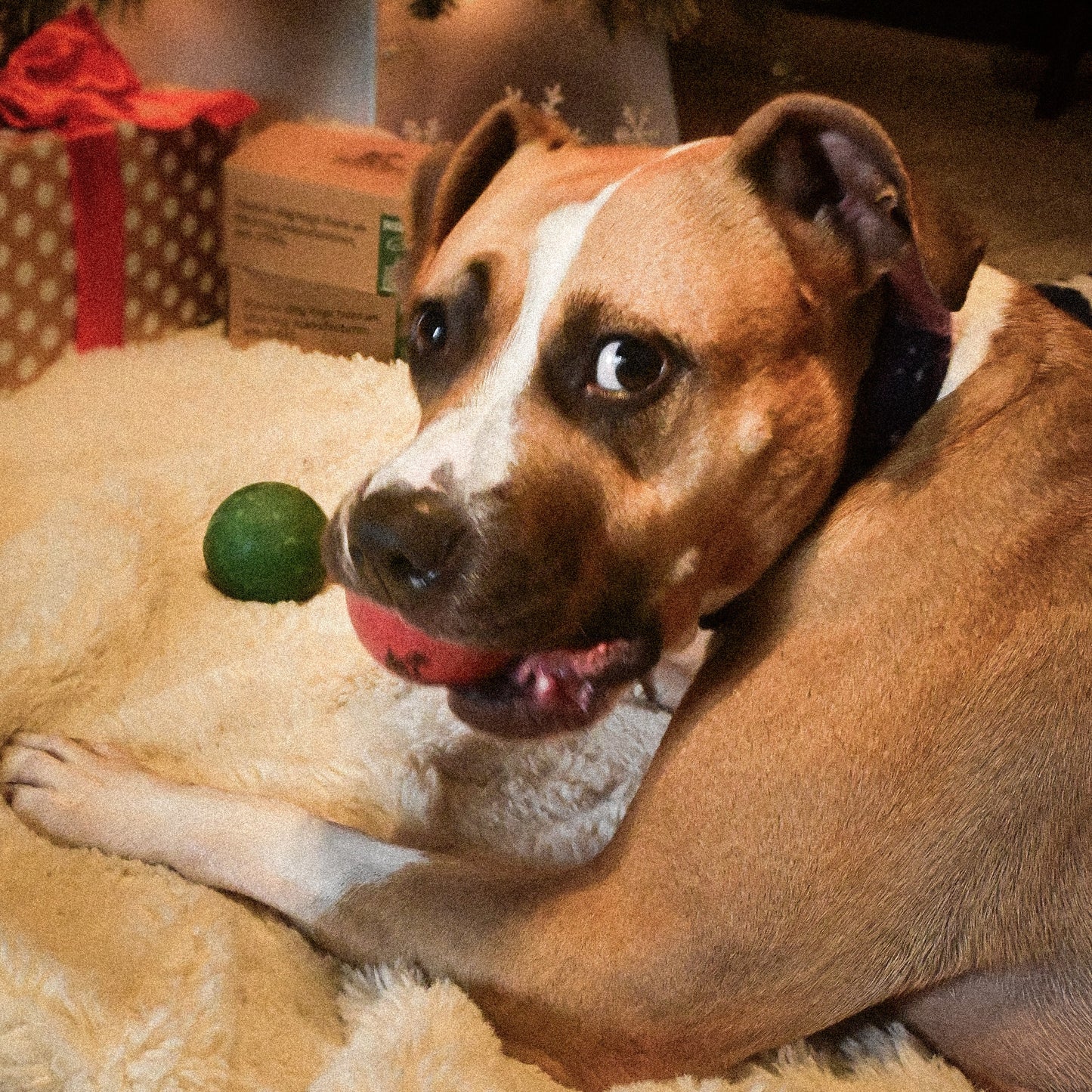 The O.G. of Bounce Fetch Boy Christmas Dog Ball Holiday 2-Pack