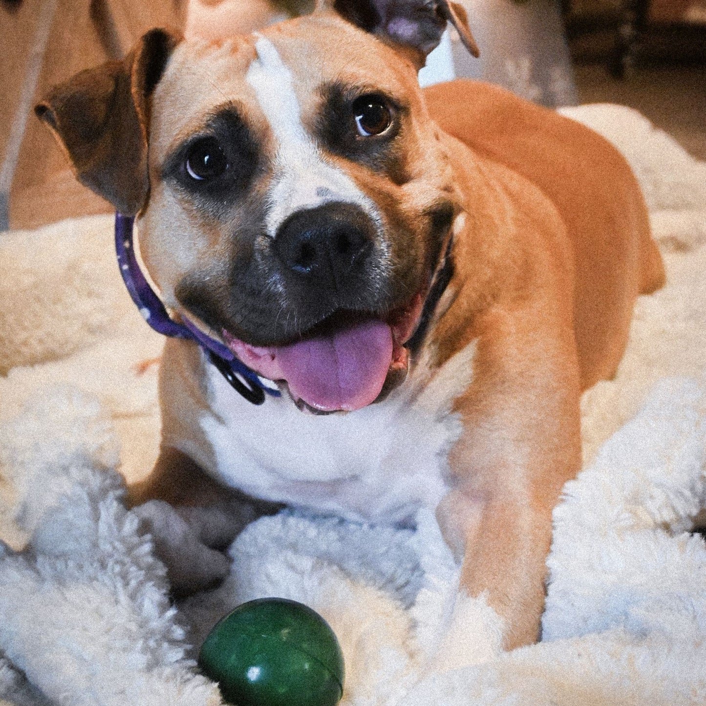 The O.G. of Bounce Fetch Boy Christmas Dog Ball Holiday 2-Pack