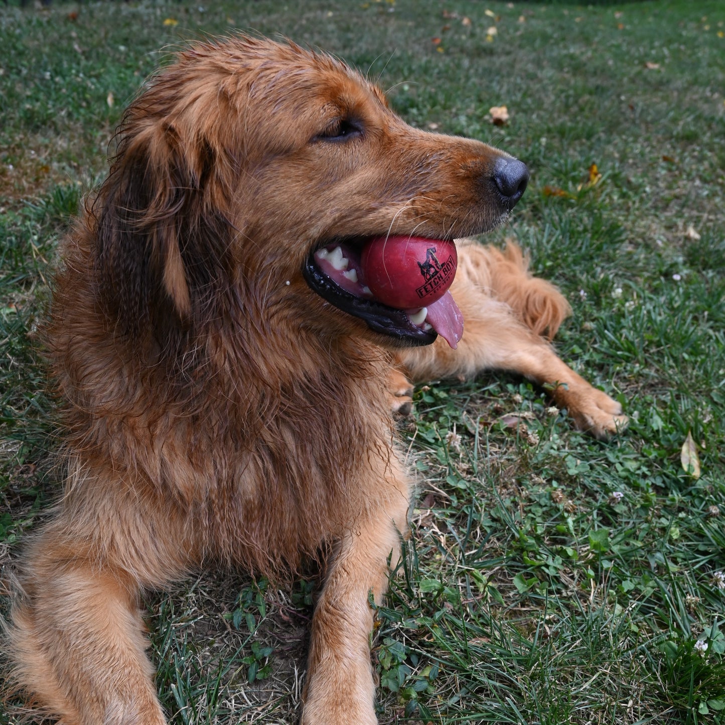 The O.G. of Bounce Fetch Boy Solid Rubber Dog Ball